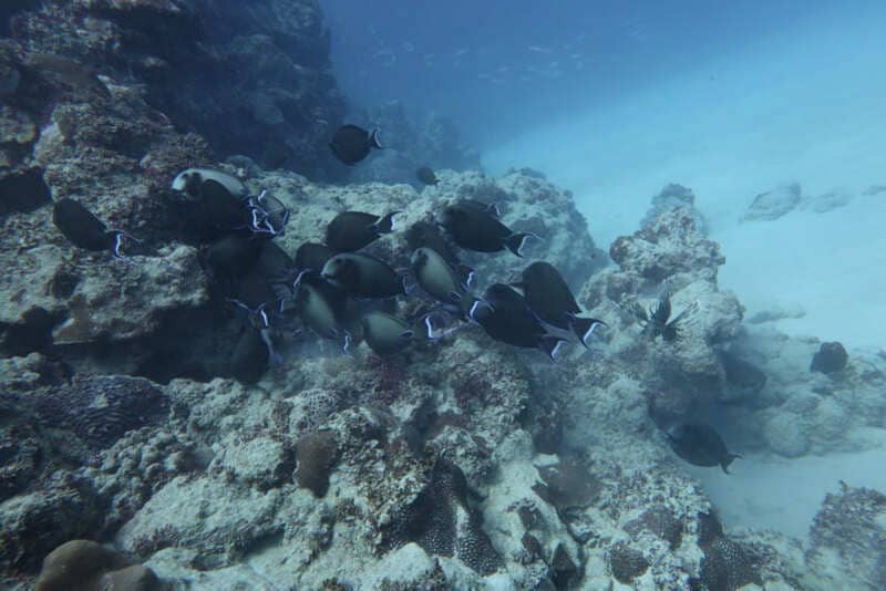 banc de poissons