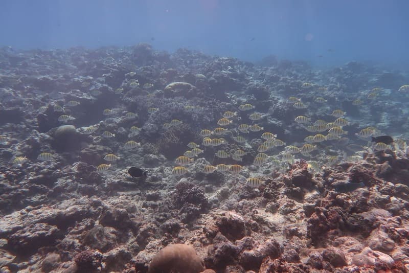 Poissons lagon du Morne