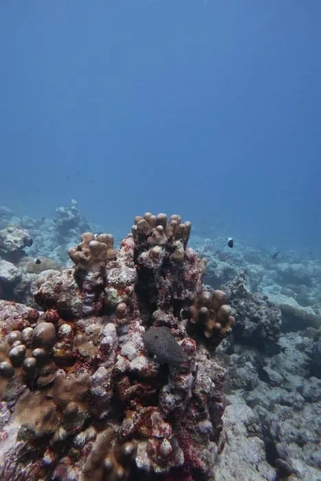 corail et poisson