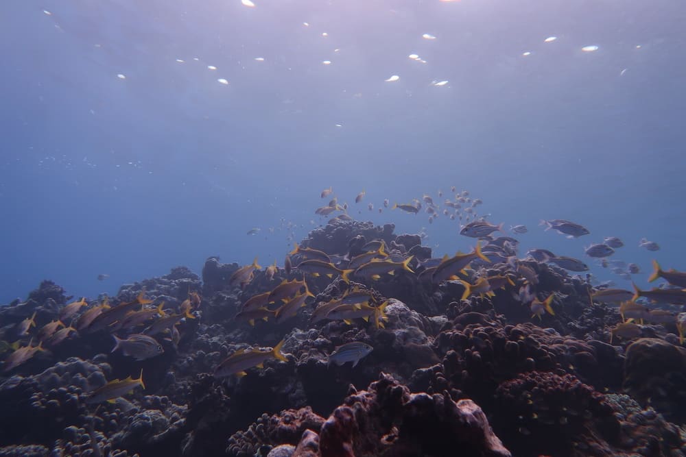 Blue Lungs Diving Centre