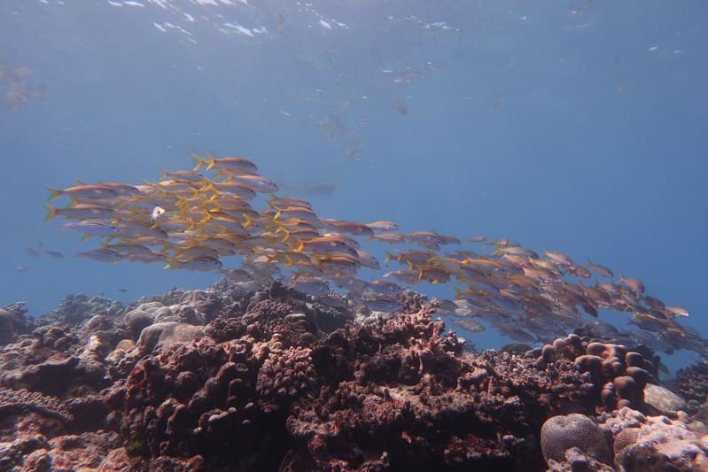 Grand banc de poissons à Maurice
