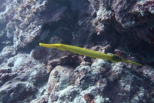 poisson trompete (2)