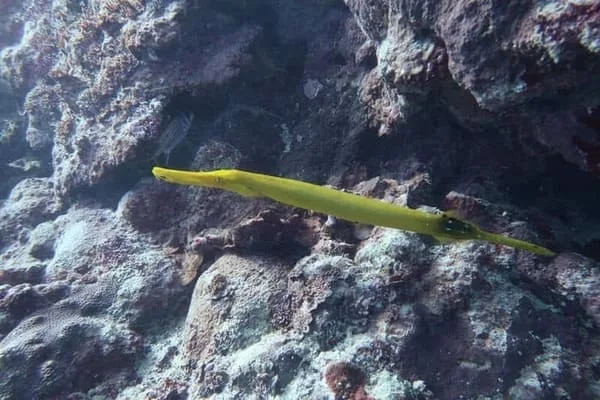 poisson trompete (2)