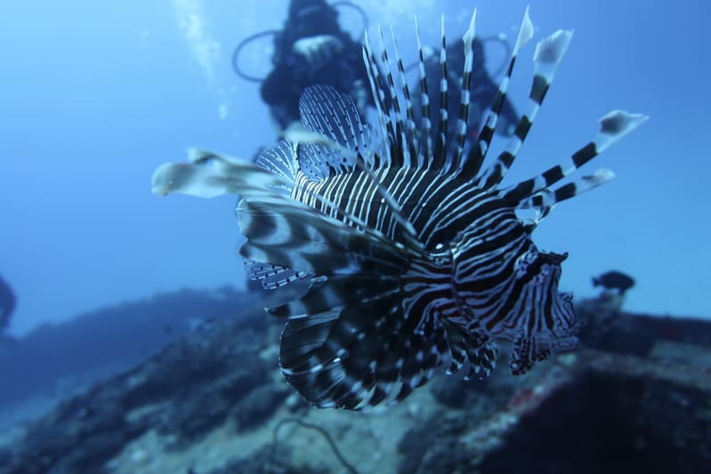 Poisson Lion à Maurice