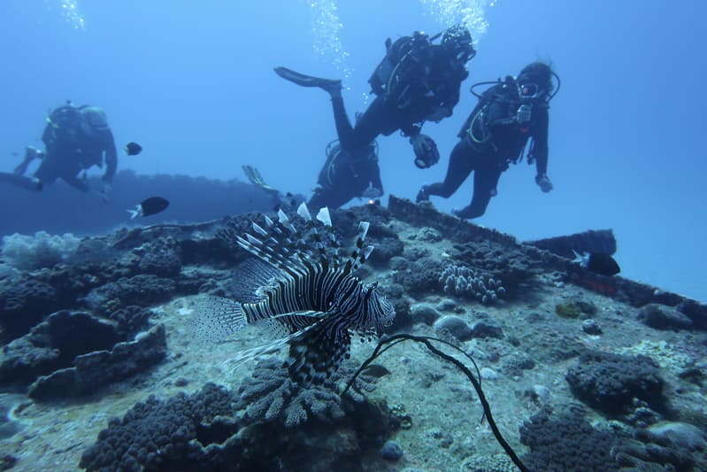 Poisson lion à l'ile Maurice