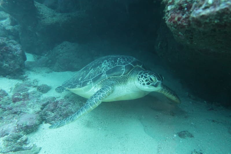 Photo d'une tortue