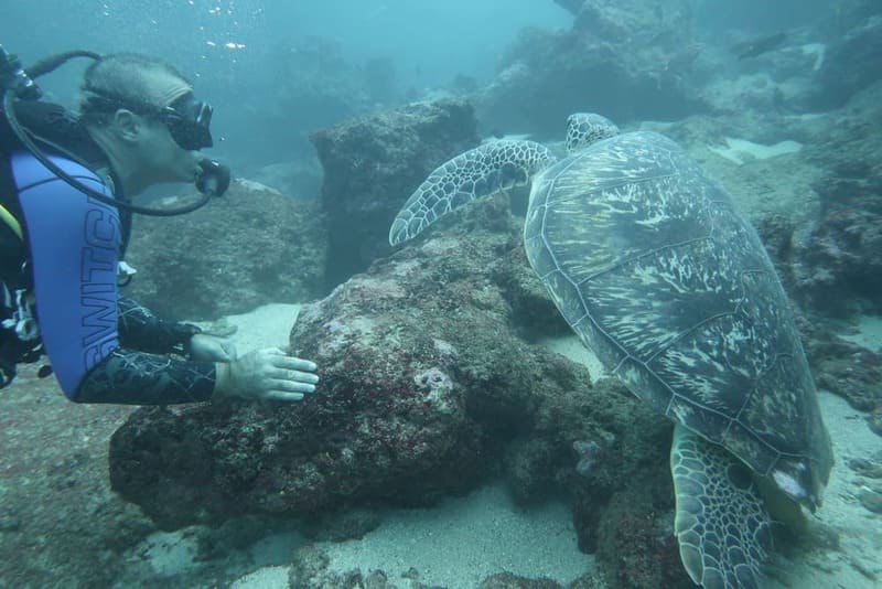 plongée tortue ile Maurice